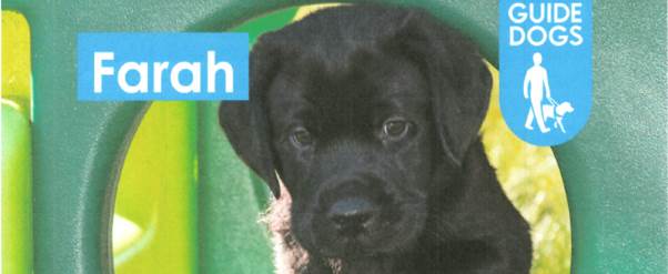 Guide dog Farah is sponsored by Laser Vision Scotland